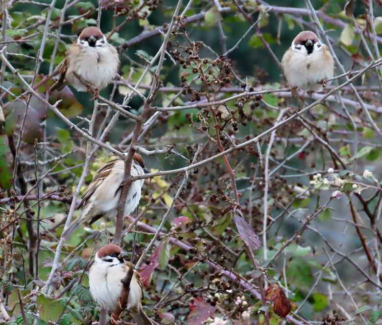 Eurasian Tree Sparrow